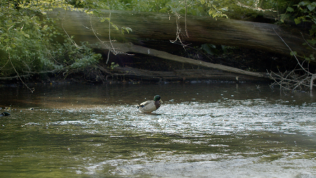 Ducks In a Stream is a 4k stock video showing ducks preening in a stream