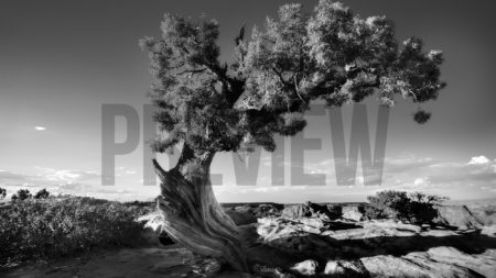 Desert Tree, a black and white stock photograph of Juniper tree.