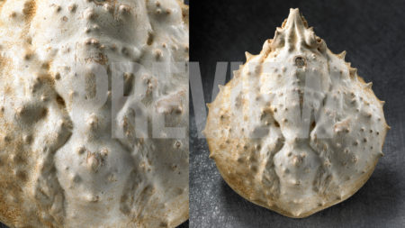 shell