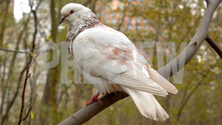bird on branch