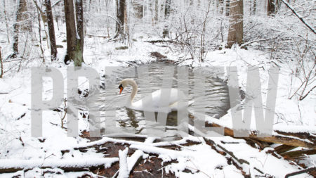 winter swan
