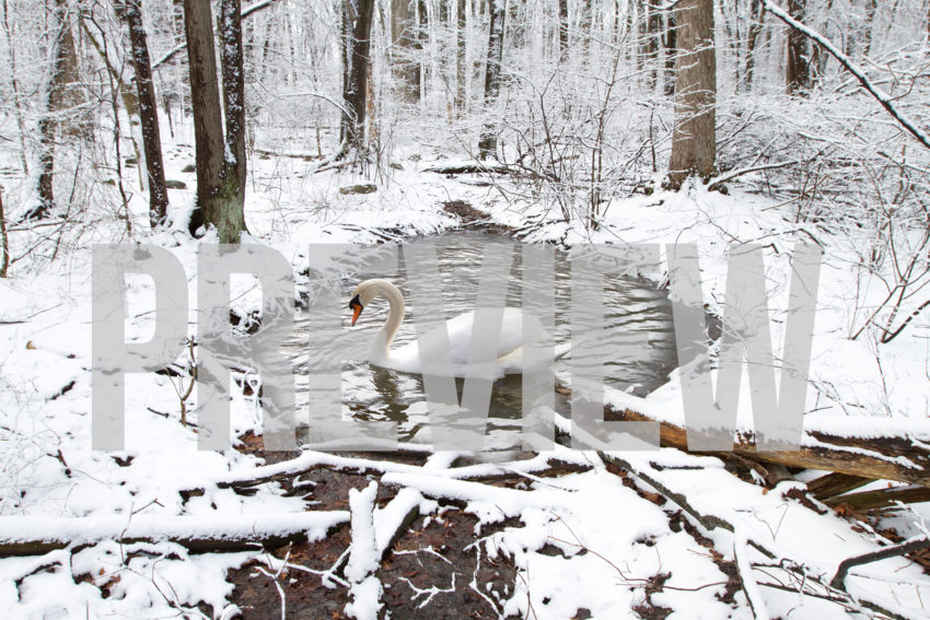 winter swan