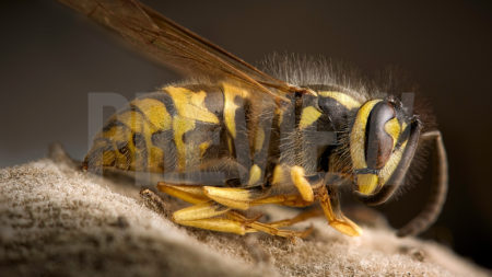 Bee
